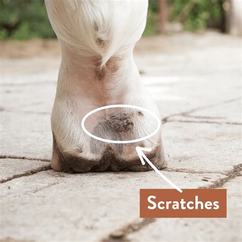 Horse Racing Scratches .